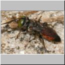 Tachysphex obscuripennis - Grabwespe m09 8mm Sandgrube Niedringhaussee.jpg